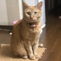 きなこ