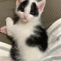パンダ