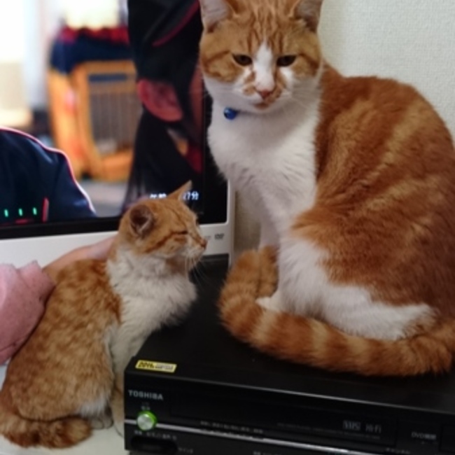 きよちゃん3422のカバー写真