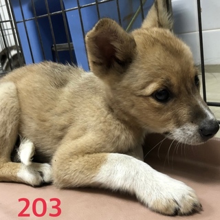 里親決定しました。