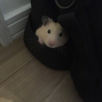 シロ