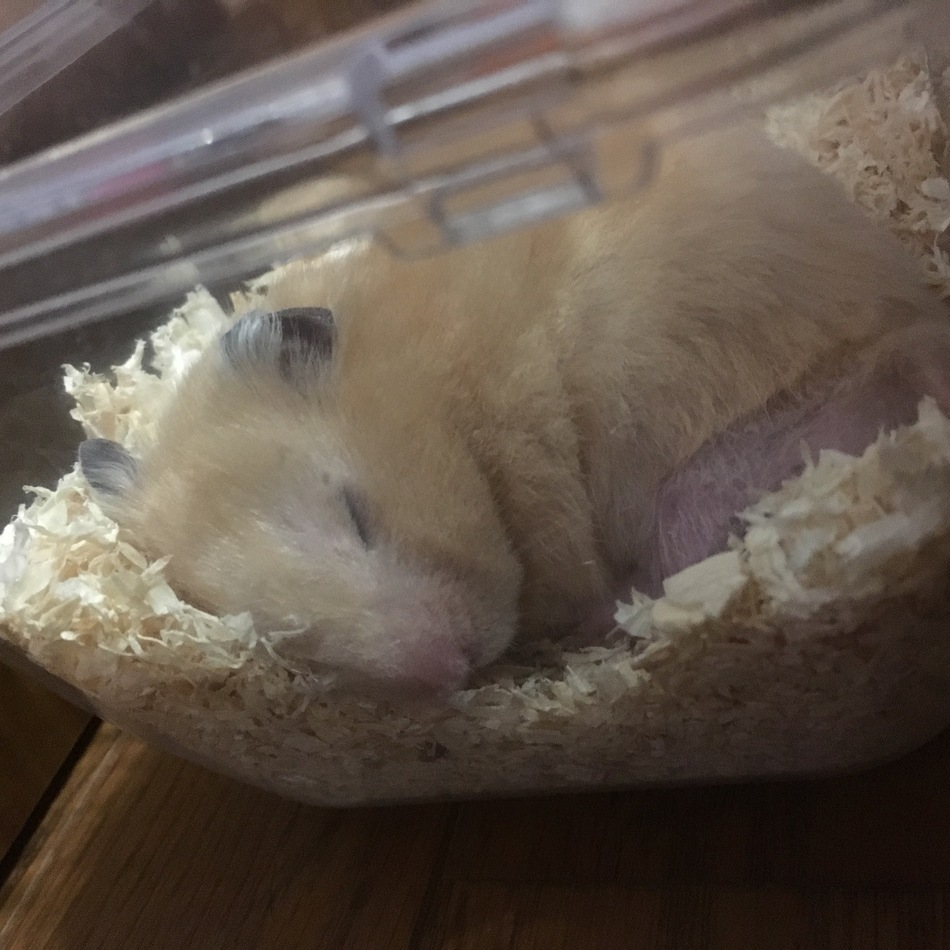 シロのカバー写真
