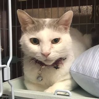 ハム、里親さま決定！ありがとうございました♡