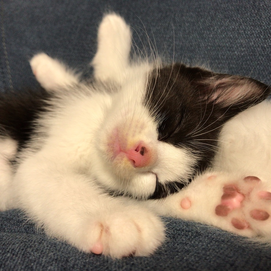 ムウのカバー写真