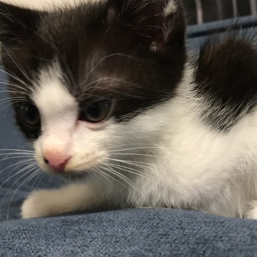 ソファー大好き