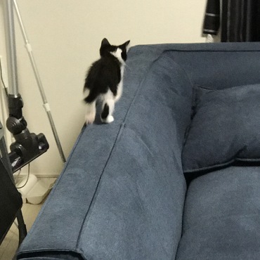 ソファーの端っこが大好き
