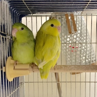 マメルリハの里親募集