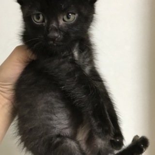黒の男の子