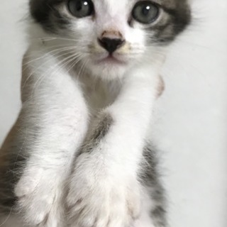 白キジの男の子