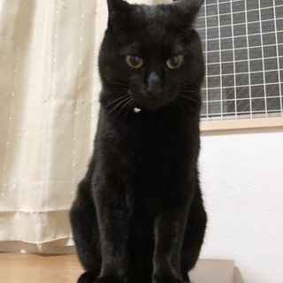 甘えん坊で愛想良し♪ワンコとも仲良くできるゴンくん