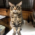 美猫！長毛ゴージャスなダヤンくん