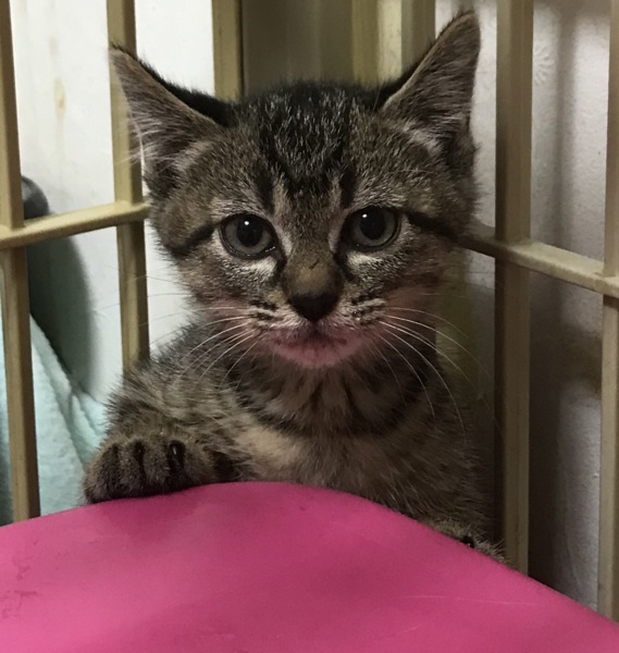 キジトラの女の子2」愛知県 - 猫の里親募集(262541) :: ペットのおうち 