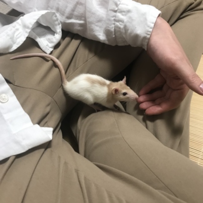 ドイちゃんのカバー写真