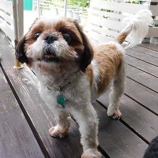 シーズー　オス　蓮（れん）　募集中☆