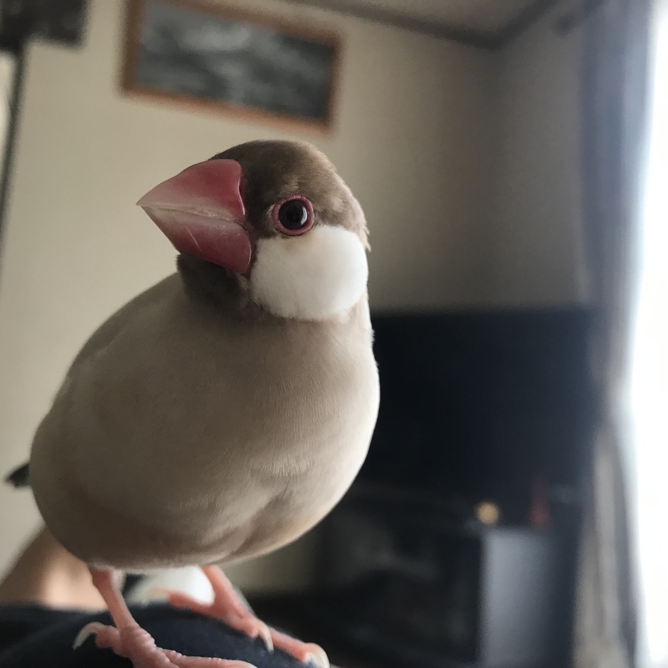 ぴーちゃん（ぴーちょ）のカバー写真