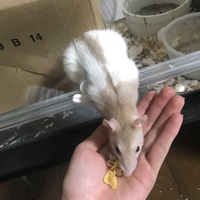 渡辺さん