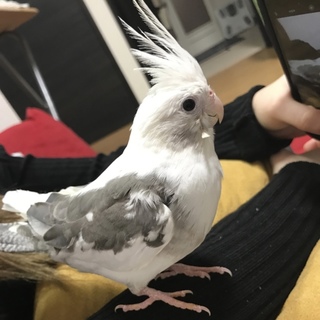 オカメインコ♂3歳 WFパイド