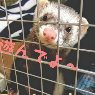 可愛い女の子のフェレット