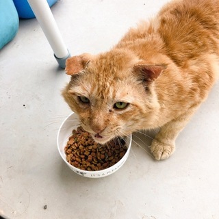 【急募】茶トラオスの成猫