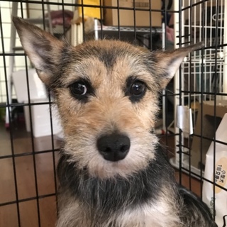 シュナミックス  サクちゃん