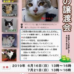 猫の譲渡会　保護猫たちに会いに来てにゃ