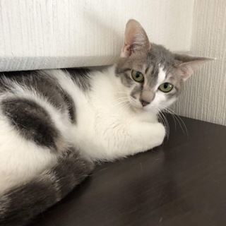 綺麗なお顔に甘えん坊なグレー白の女の子です