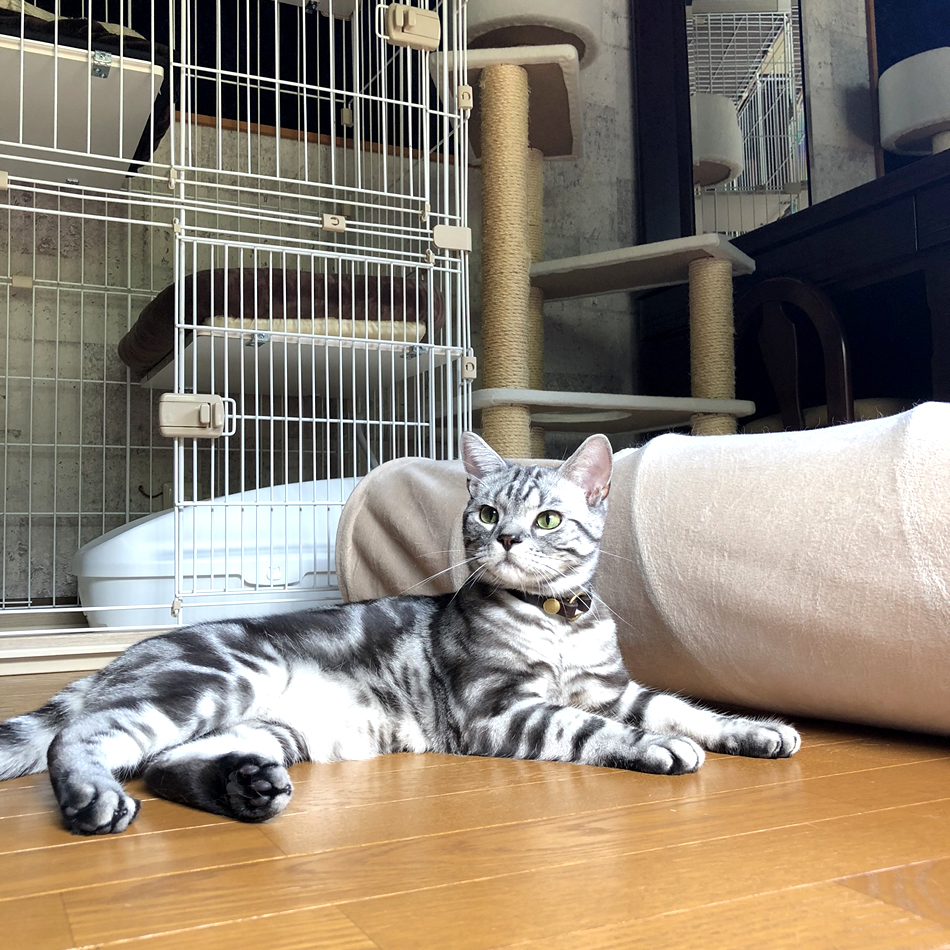 ノアのカバー写真