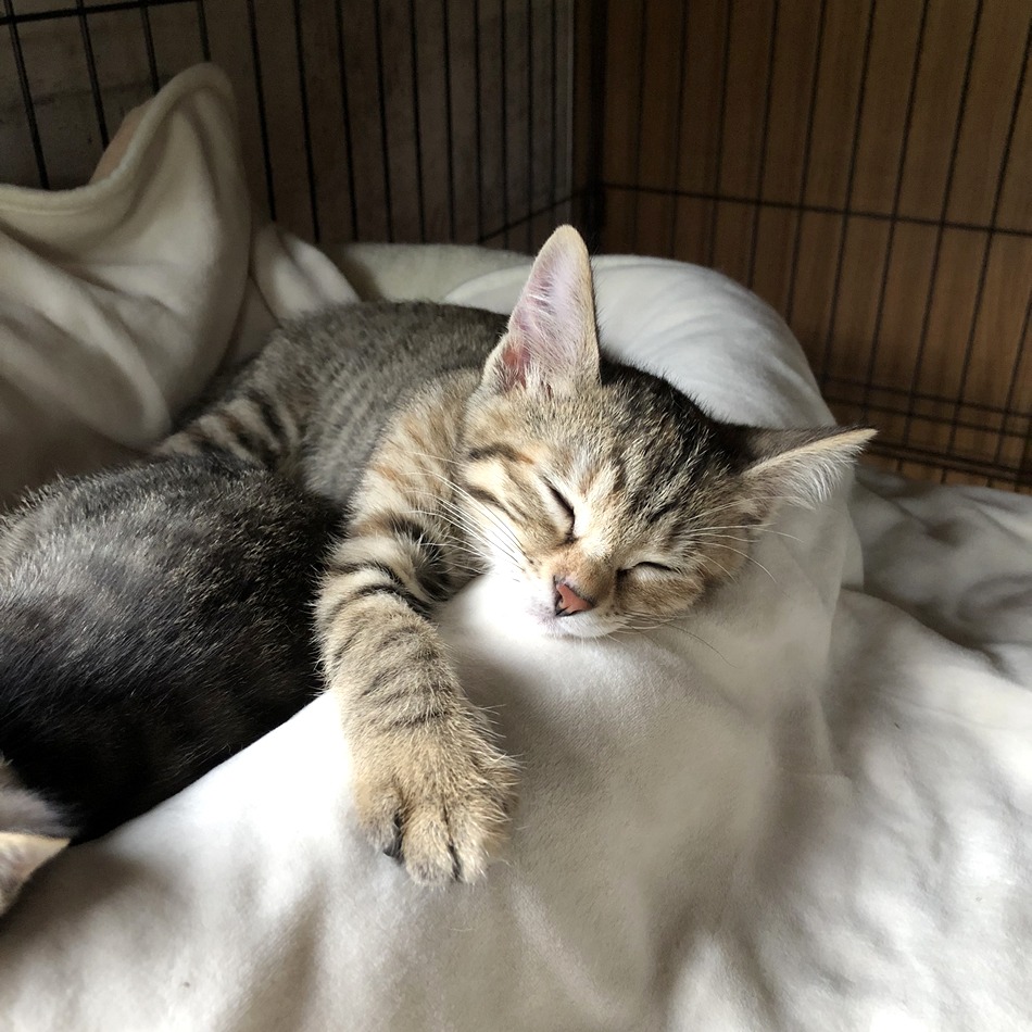アンジュのカバー写真