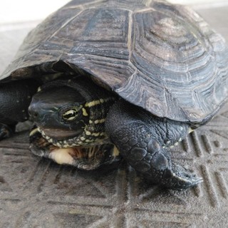 クサガメ　6歳　女の子