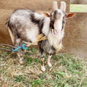 ヤギさんの里親募集中です！
