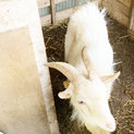 トカラヤギ★４歳メス★里親募集中