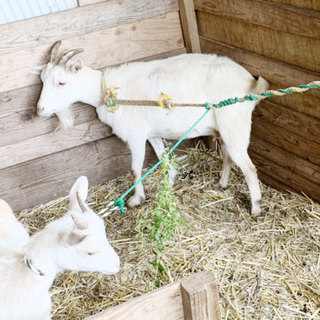 トカラヤギ★２歳オス★里親募集中