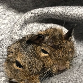 デグー生後1ヶ月
