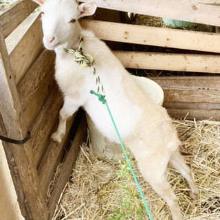 トカラヤギ★１歳オス★里親募集中