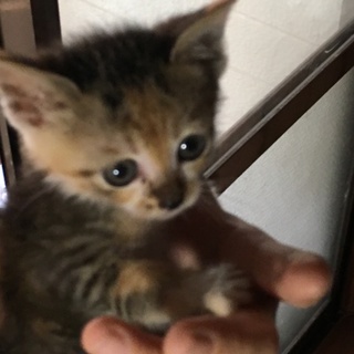 里親さん決まりました。ありがとうございました！