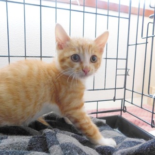 兄妹で一緒に里子に行きました感謝します！