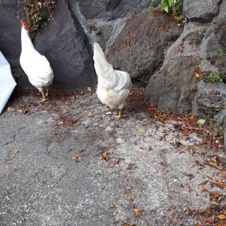 ご応募有難うございました。