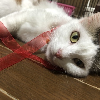 保護猫ですが、避妊手術済ませました！