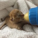 子猫 産まれたばかりです 赤トラ