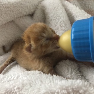 子猫 産まれたばかりです 赤トラ