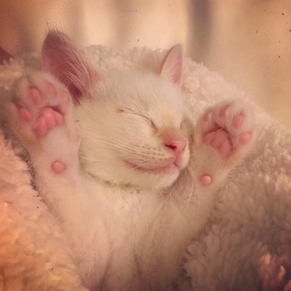 ぼく、クック♡ずっとのお家をさがすんだにゃ〜