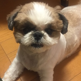 健康な4歳シーズーの家族になって頂ける方、募集中