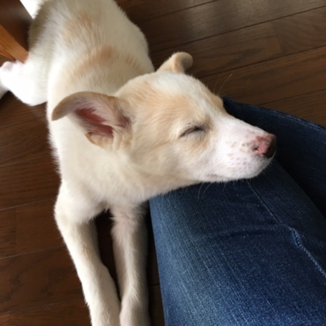 ささ大和のカバー写真