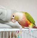 ウロコインコ