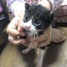 子猫 生後約4週間 赤トラ 白黒 サムネイル2