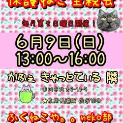 保護ねこ里親会ふくねこやneko部
