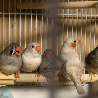 錦華鳥里親募集