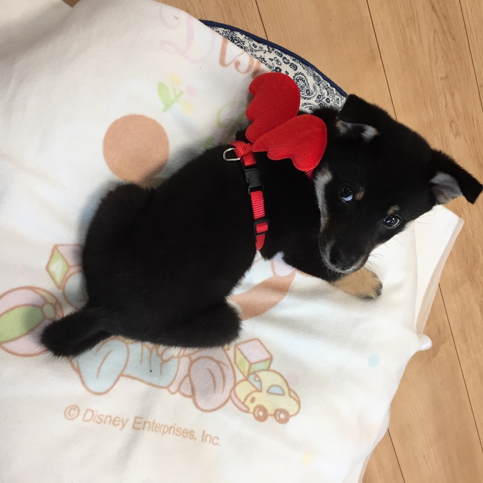 リッキーのカバー写真