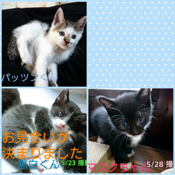可愛い子猫ちゃん 愛知県 猫の里親募集 ペットのおうち 月間利用者150万人