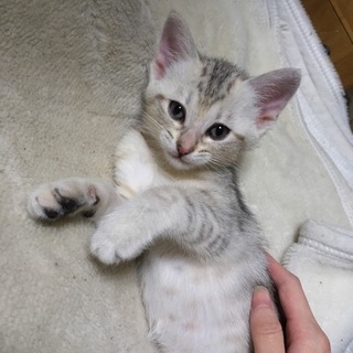 サバトラグレー♀　生後2ヶ月